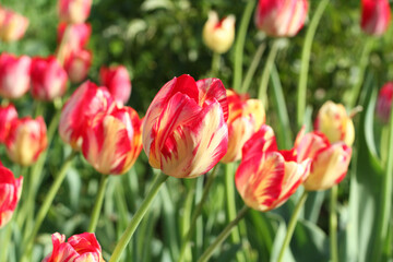 Red with yellow tulips against green grass background in the garden. Closeup. Sunny day