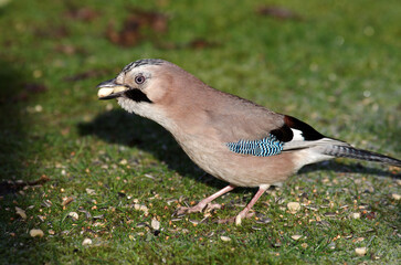 Der Eichelhäher hat viele Erdnüsse im Schnabel