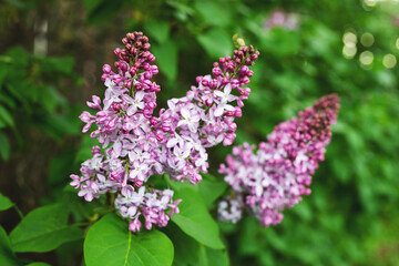 Natural spring background. Lilac flowers on bush in the park.