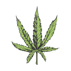 medical cannabis leaf with dark outline and green leaf medical cannabis leaf with dark outline and green leaf, hemp symbol, isolated hand-drawn element