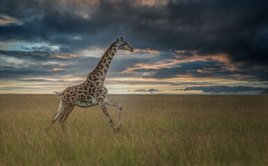 Giraffe running in grass of the Savanna, the plains of Africa during a beautiful dramatic sunset. African wildlife in Masai Mara, Kenya