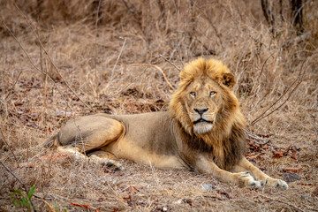 Big male Lion laying in the grass.