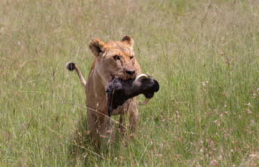 Lioness walking in the grass with a fresh kill in her mouth, the head of a warthog. African wildlife in Masai Mara, Kenya