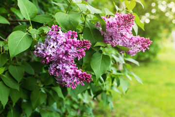 Fototapeta na wymiar Lilac flowers blossom on a sunny day. Natural spring background