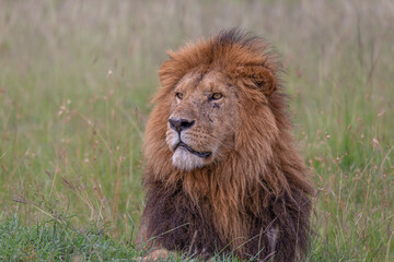 Male lion lying down on the grass with beautiful mane looking sideways. African wildlife in Masai Mara, Kenya