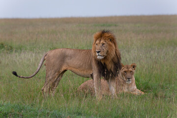 Obraz premium Pair of lions in the grass, Male lion with beautiful mane standing and lioness lying down. African wildlife in Masai Mara, Kenya