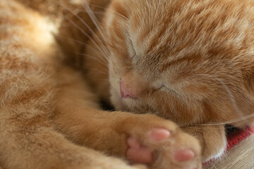 Closeup photography of the sleeping cat with pink paws.