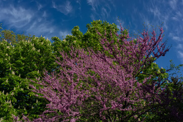 Blooming chestnut and sakura trees against the sky.