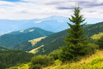 pine forest on the hill. beautiful nature background in summer. scenic carpathian mountain landscape. green outdoors on a cloudy afternoon