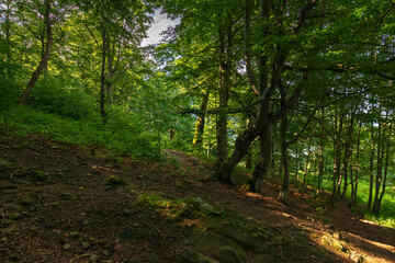 Fototapeta na wymiar path among beech trees. beautiful summer nature background. green landscape concept. travel scenery in dappled light on a sunny day
