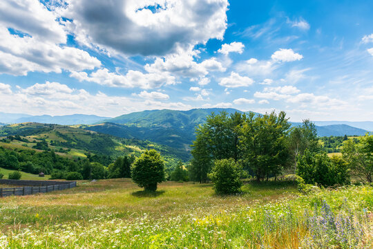 carpathian rural landscape at high noon in summer. herbs and grass on the pasture. forested hills rolling in to the distant mountain ridge. nature in green and blue. fluffy clouds on a sunny day