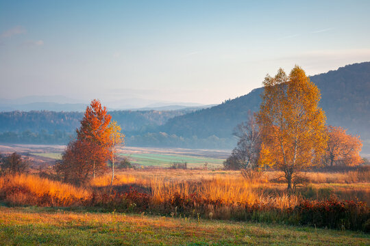 autumnal rural landscape at sunrise. beautiful mountainous countryside in late autumn season. empty fields. trees in red and orange foliage. hazy atmosphere