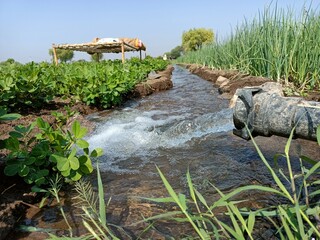 Canal irrigation system watering crops