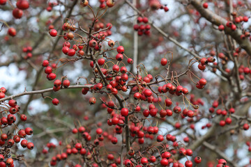 Hawthorn tree branch with fruits.