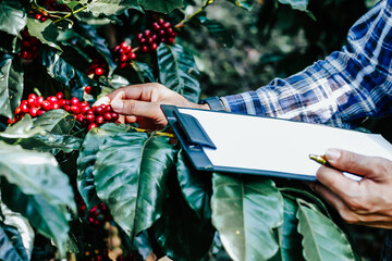 Farmers are inspecting fully ripe coffee beans that are ready to be harvested and processed for...