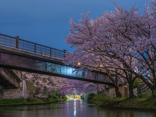 京都伏見の春