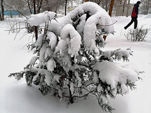 Russian winter, the tree is heavily covered with snow
