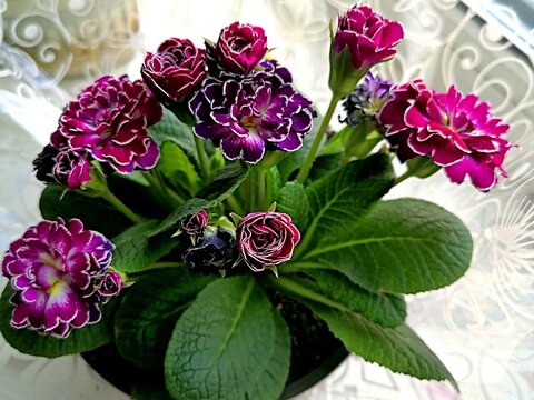Beautiful purple and white flowers in a pot