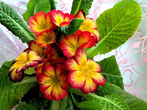 Beautiful red and yellow flowers in a pot