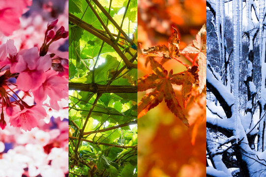 「春夏秋冬」の写真素材 | 4,795件の無料イラスト画像 | Adobe Stock