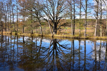 Obraz premium Tree reflections