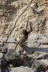 A little monkey cub is playing on a branch and flies down but immediately climbs back up. This little monkey looks so cute. Theropithecus gelada.