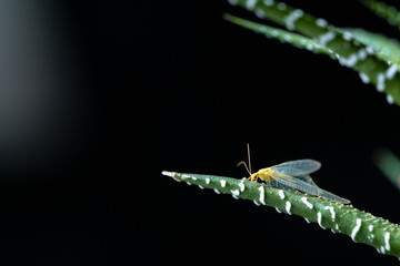 Winged insect lacewing sits on branch of green succulent. Beauty in nature and natural design. Leaves and flying insecta on wallpaper. Close up frame with natural background of plants and wild animals