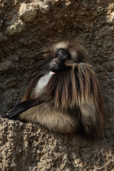 A group of monkeys looking at each other and stealing each other. They play together and feed each other like a big family. They are Geladas, Theropithecus gelada to be precise.