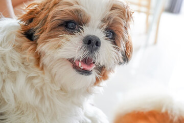 shih tzu dog