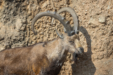 An ibex struts over hill and dale here. It is also called Capra Nubiana. A truly beautiful and majestic creature.