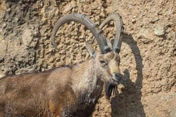 An ibex struts over hill and dale here. It is also called Capra Nubiana. A truly beautiful and majestic creature.