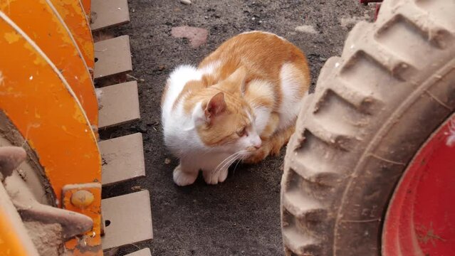 Beautiful cat sitting lonely outdoors, near tractor, truck or heavy machinery. Concept of stray and feral cats living in the wild, waiting for adoption.