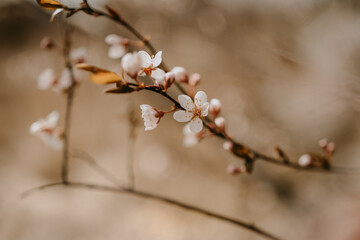 Detailed view of spring blooming trees 