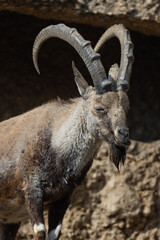 An ibex, also called Capra Nubiana, climbs steep cliffs as if it were no problem. Such a beautiful and powerful animal that often occurs in the Alps.