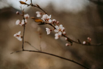 Detailed view of spring blooming trees 