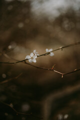 Detailed view of spring blooming trees 