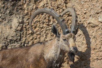 An ibex, also called Capra Nubiana, climbs steep cliffs as if it were no problem. Such a beautiful and powerful animal that often occurs in the Alps.