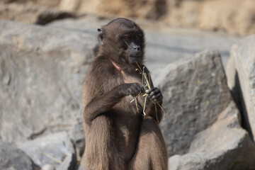 A little monkey of the Gelada family sits alone on a rock and grooms itself. He almost looks a bit thoughtful and sad.