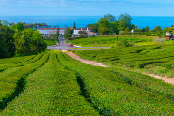 Gorreana tea plantation at Sao Miguel island at Portugal