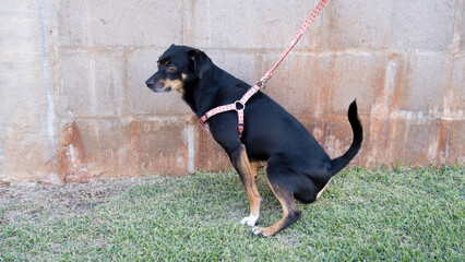 close-up of black and orange mixed breed dog with cholera peeing on the grass