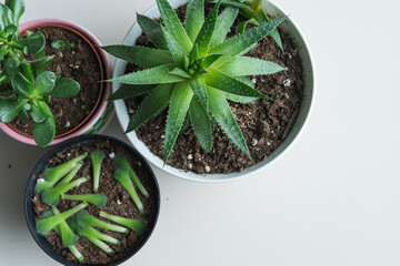 Pots with different species of succulent plants. Copy space.