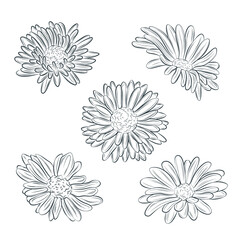 Set of isolated gerbera in 26 styles. Cute hand drawn flower vector illustration in black outline and white plane on white background.