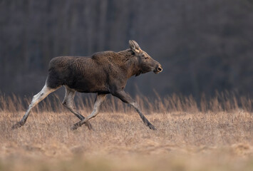 Moose / Elk ( Alces alces ) close up