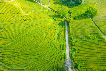 Gorreana tea plantation at Sao Miguel island at Portugal
