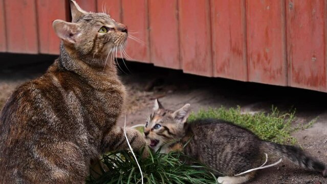 Grey mama cat and kitten playing outdoor. Mama cat taking care of her baby kitten. Concept of stray and feral cats living in the wild, waiting for adoption.