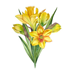 Fototapeta na wymiar A bouquet of watercolor spring flowers, daffodils and yellow tulips on a white background.