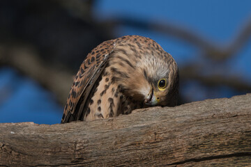 Kestrel eating the remains of a worm