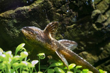Royal Farlowella Catfish, juvenile helpful flamboyant freshwater algae eater fish species show natural behaviour and eat vegetation on stone surface of nature planted aquadesign tank