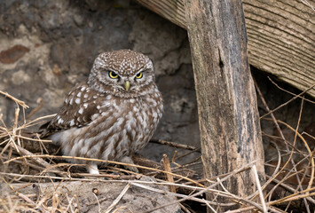 Little owl ( Athene noctua ) close up