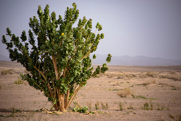 plants in the arabian desert
